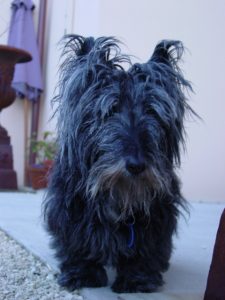Maggie having a badhair day